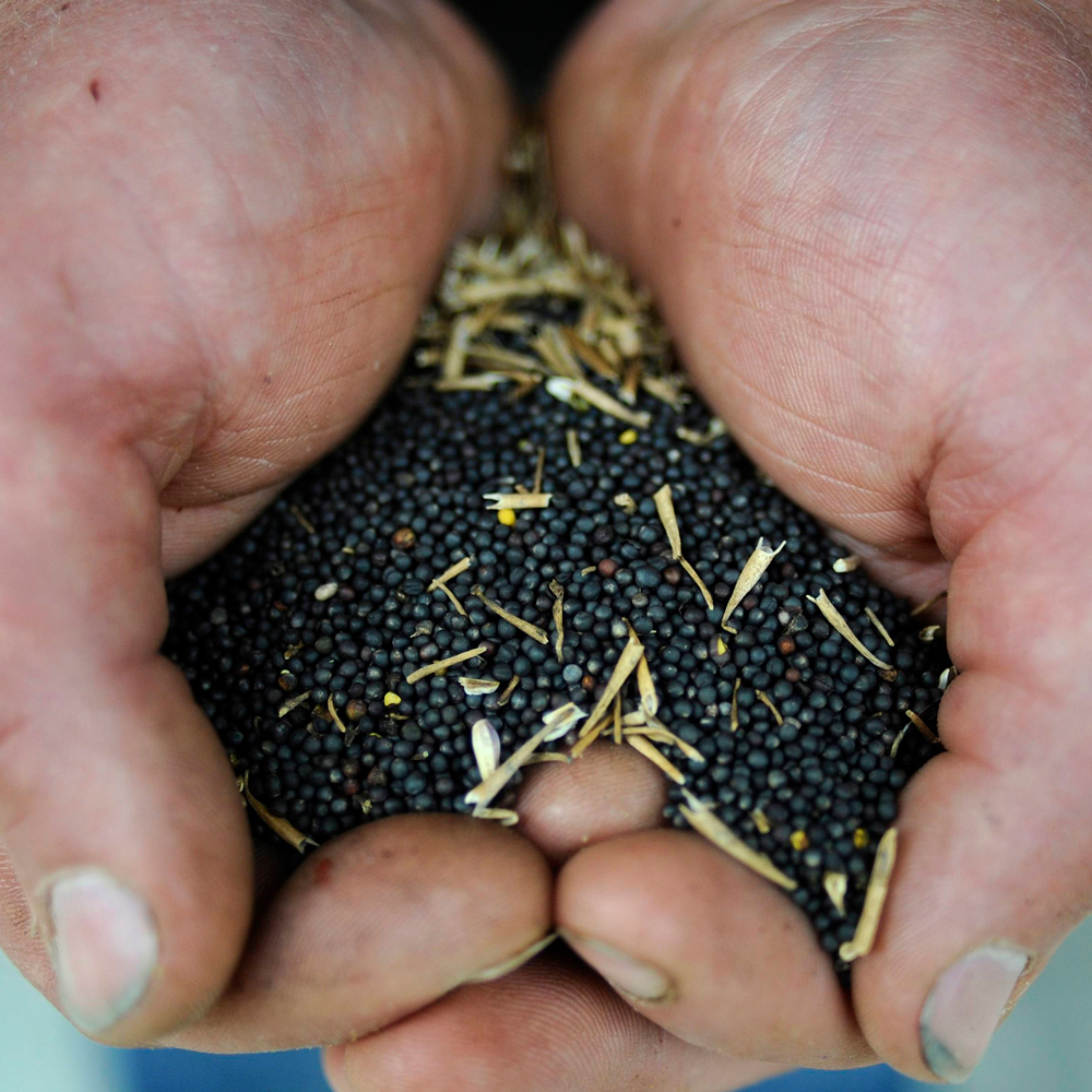 Rapeseed in hands